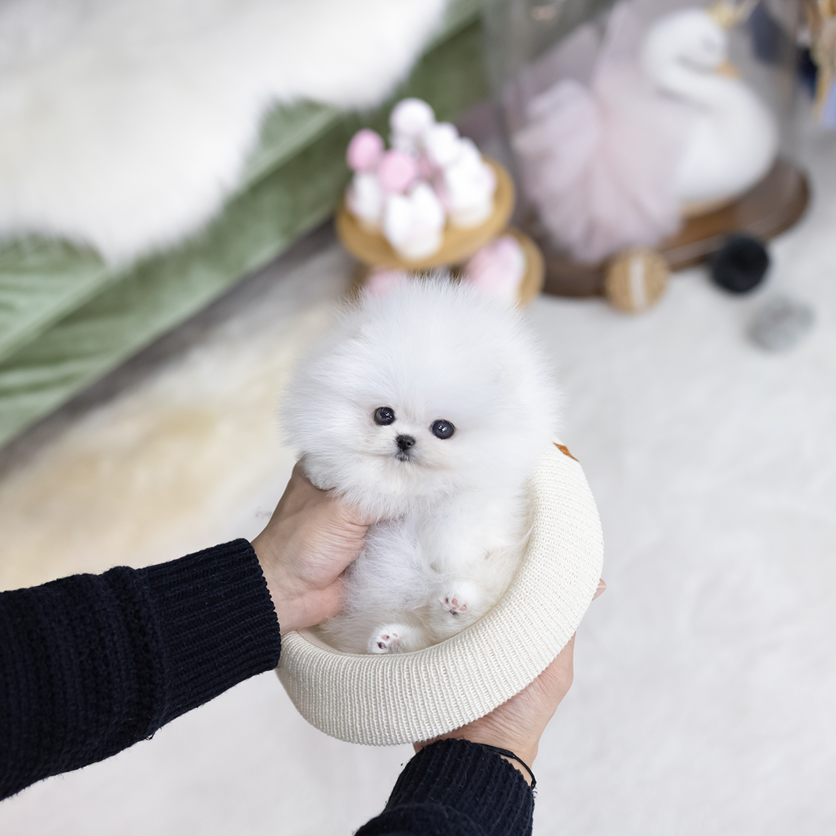 포메라니안(Pomeranian)