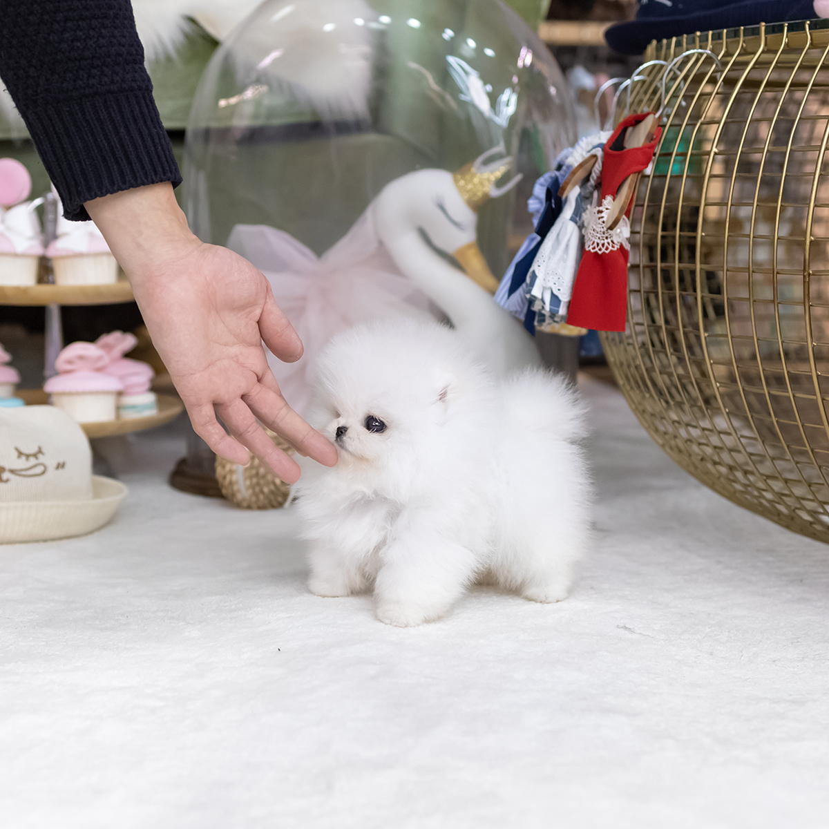 포메라니안(Pomeranian)