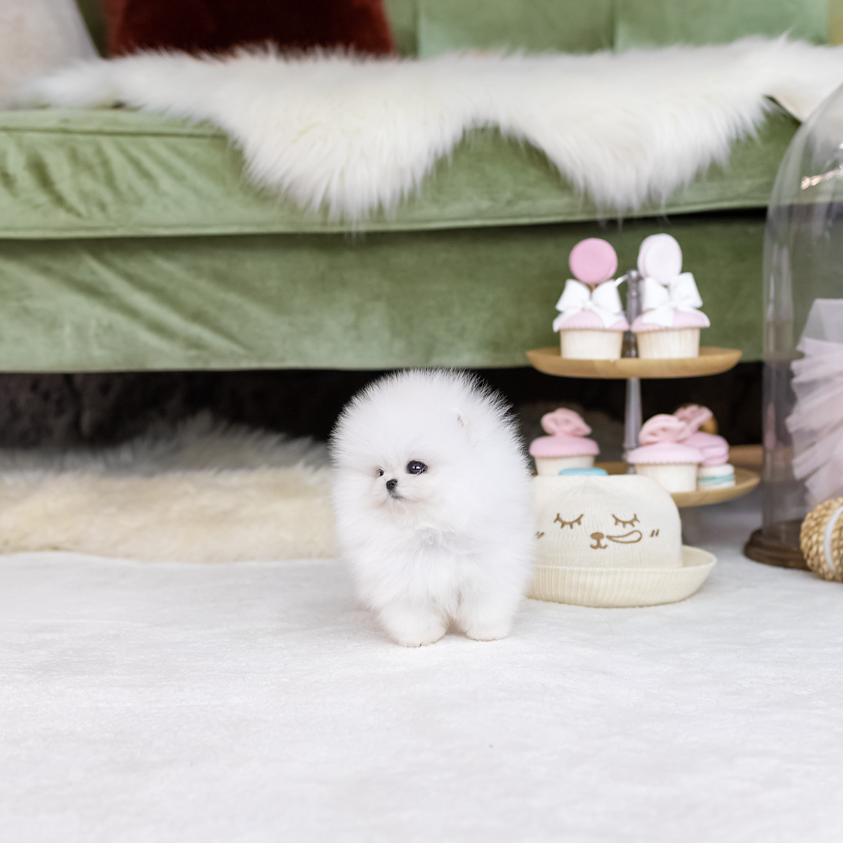 포메라니안(Pomeranian)