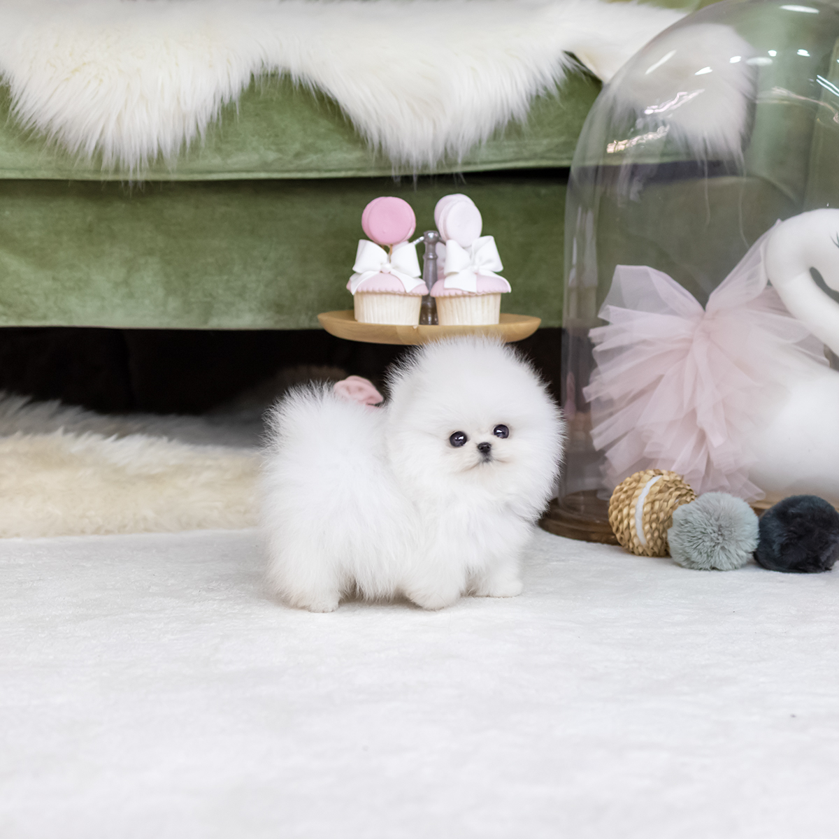 포메라니안(Pomeranian)