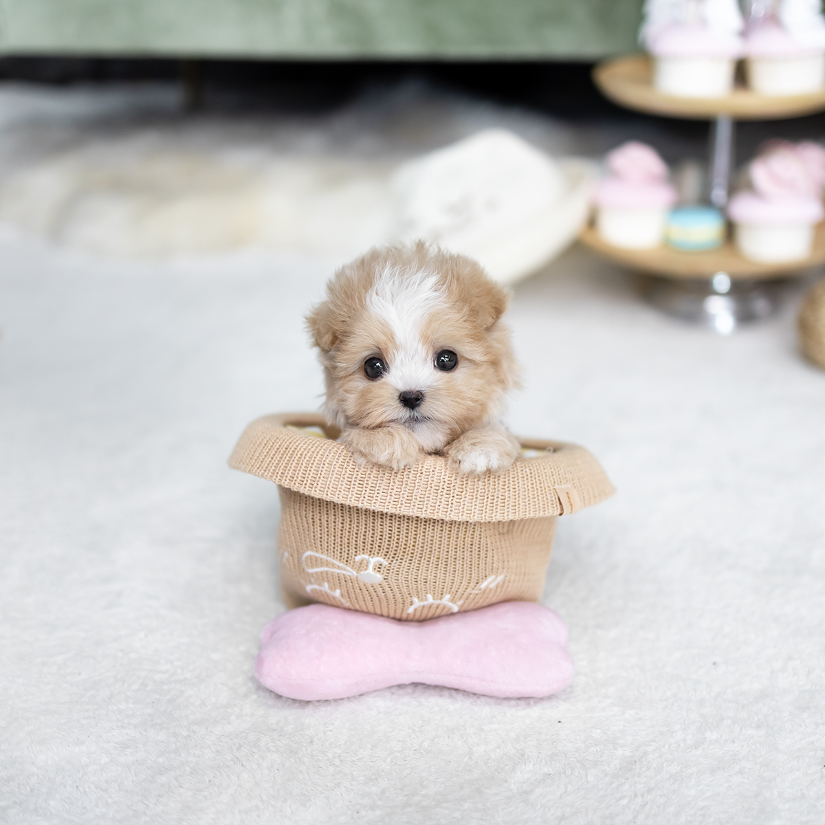 말티푸(Maltipoo)