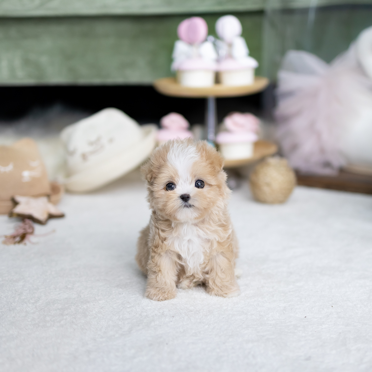 말티푸(Maltipoo)