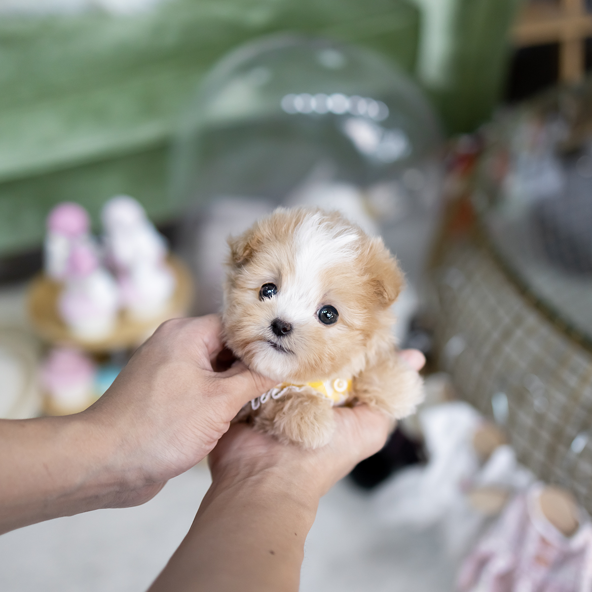 말티푸(Maltipoo)