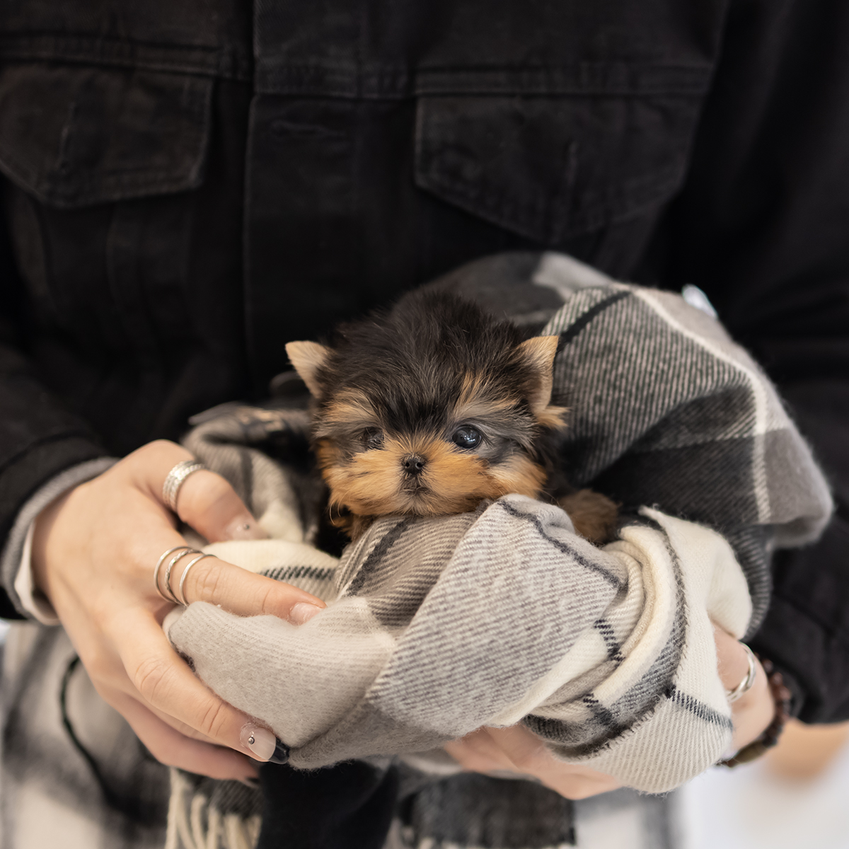 요크셔테리어(Yorkshire Terrier)