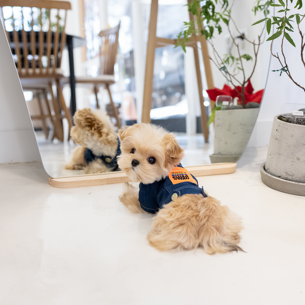 말티푸(Maltipoo)