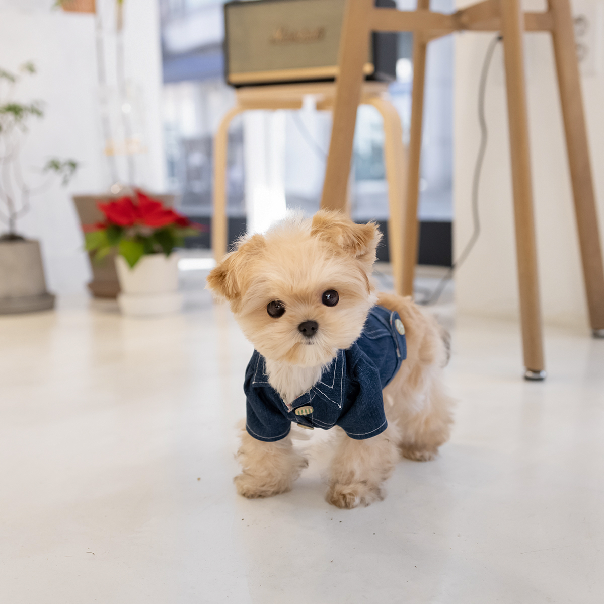 말티푸(Maltipoo)