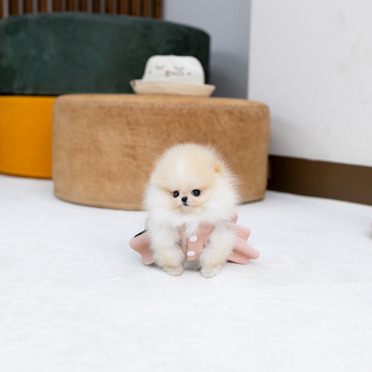 포메라니안(Pomeranian)