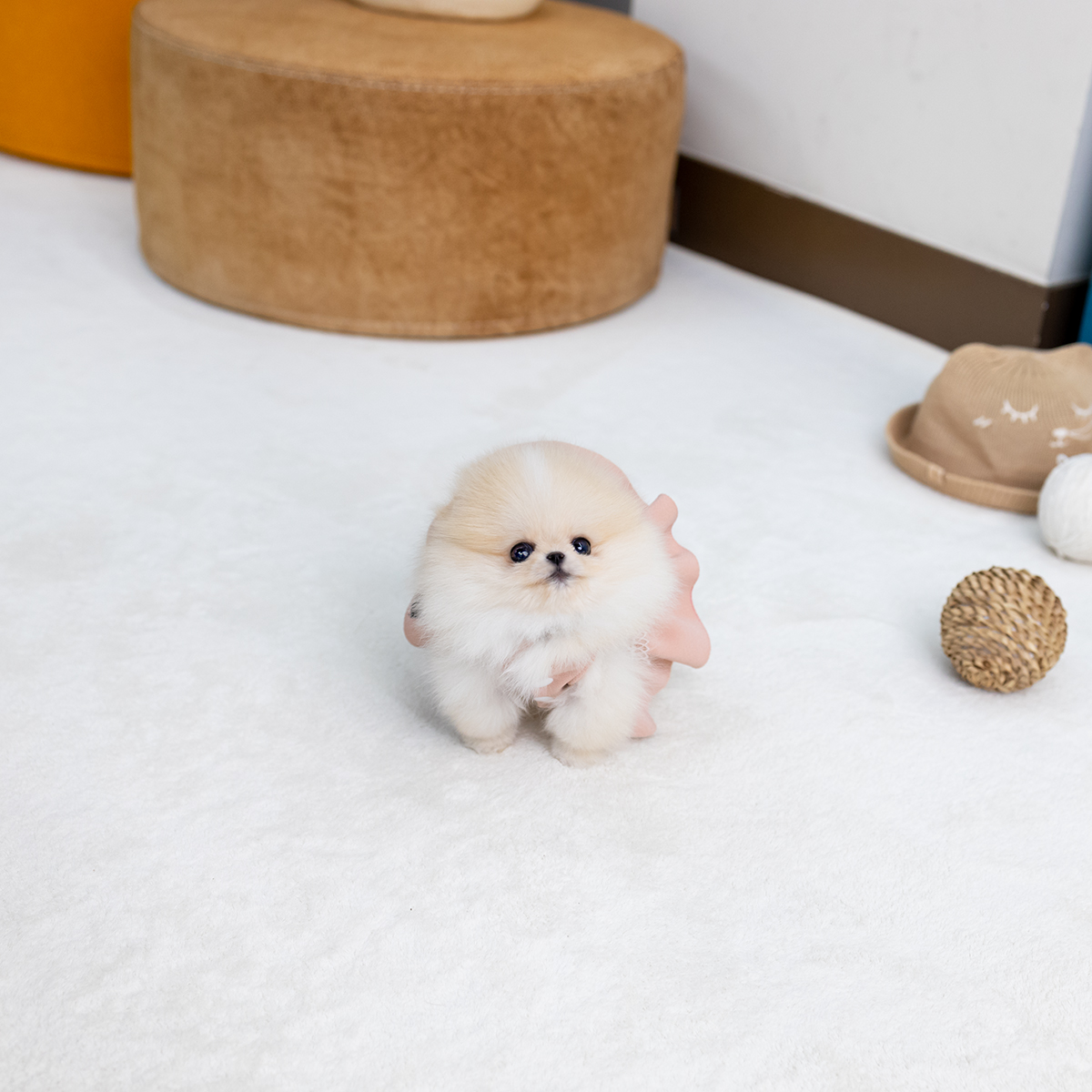 포메라니안(Pomeranian)