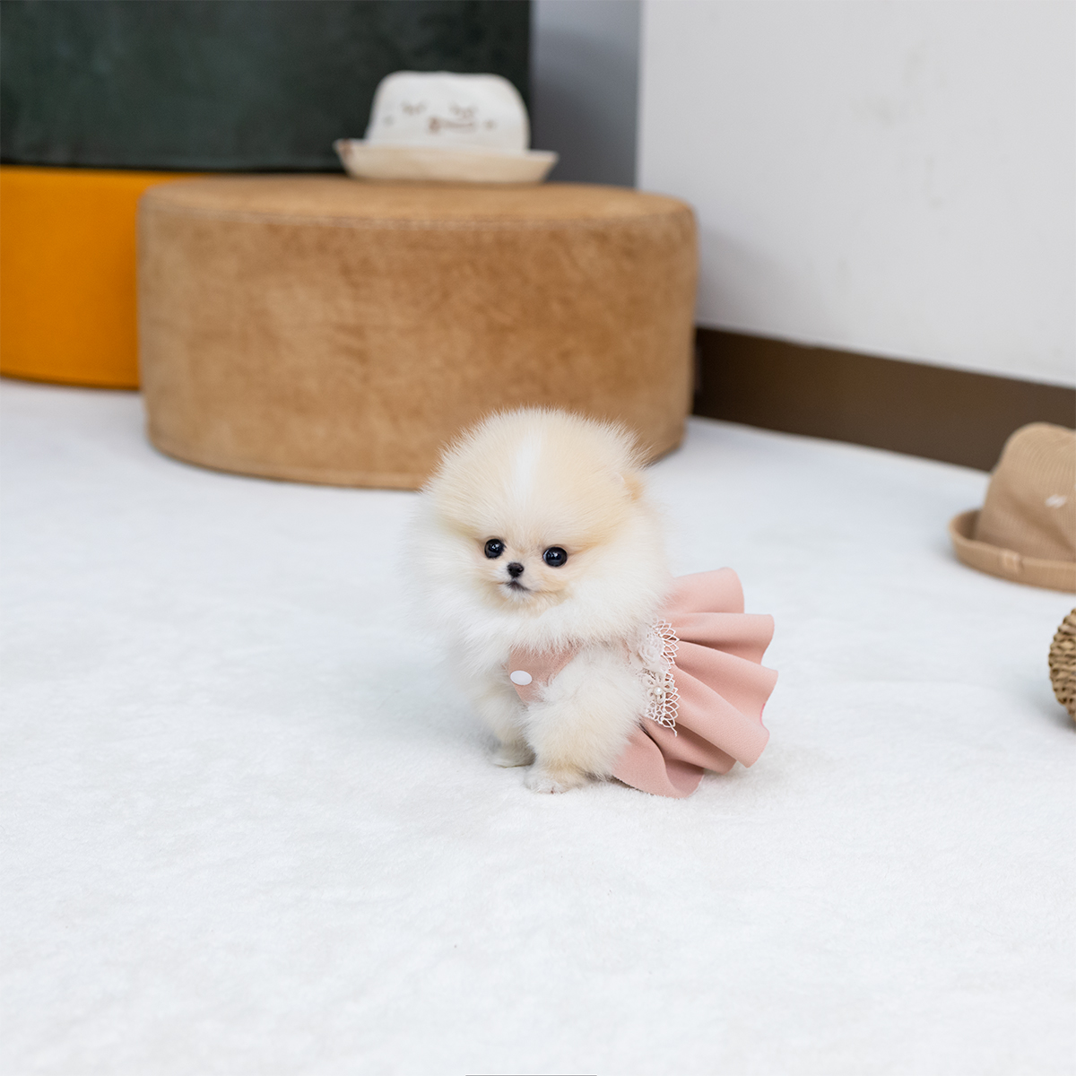 포메라니안(Pomeranian)