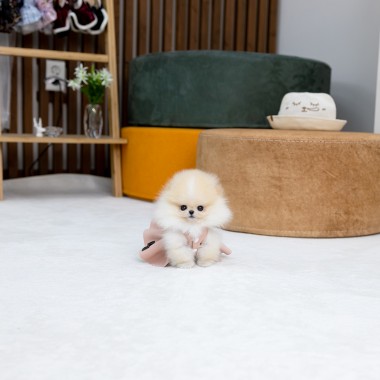 포메라니안(Pomeranian)