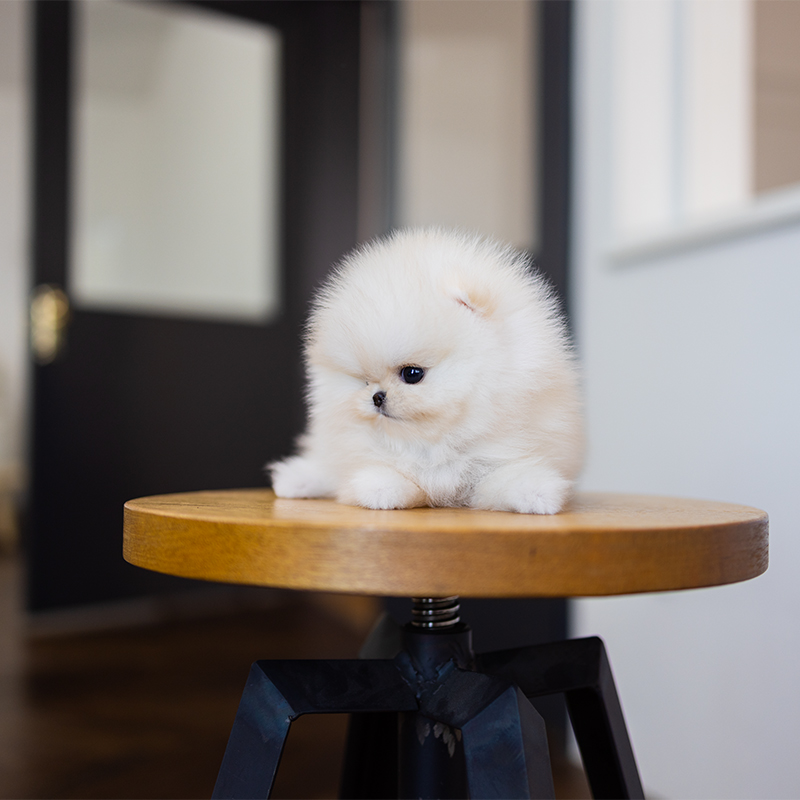 포메라니안(Pomeranian)