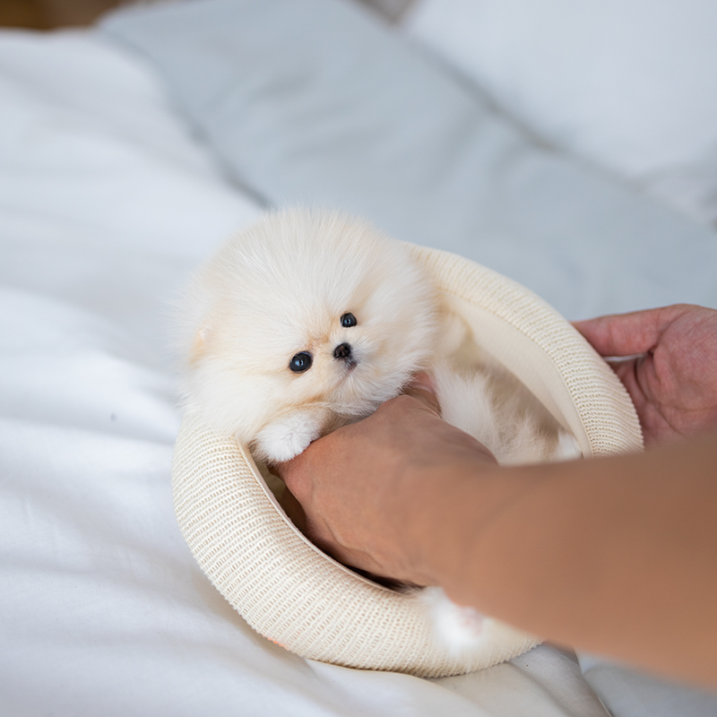 포메라니안(Pomeranian)