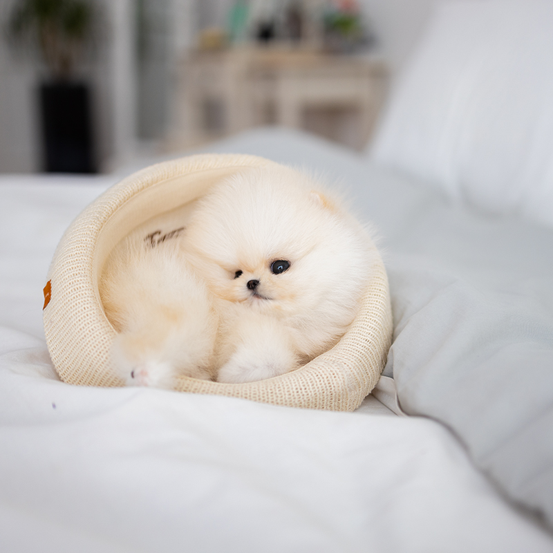 포메라니안(Pomeranian)