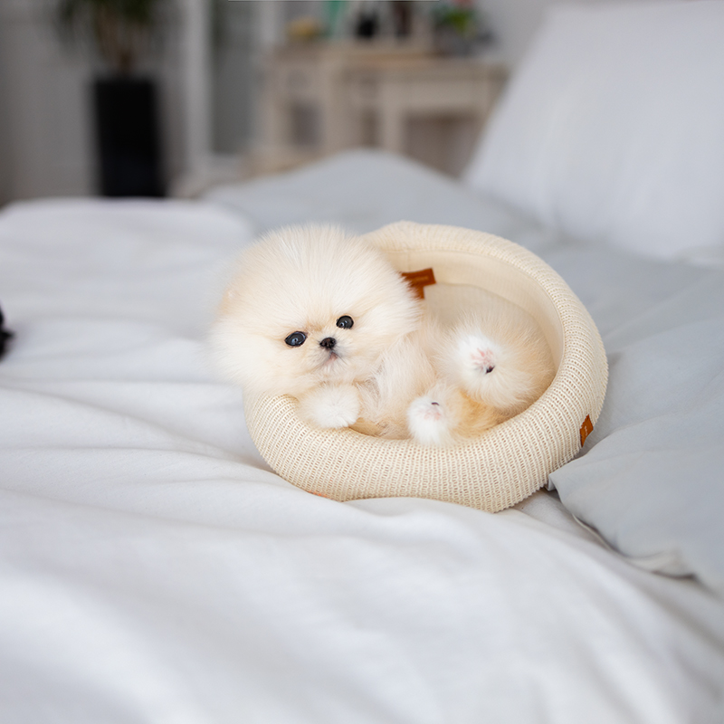 포메라니안(Pomeranian)