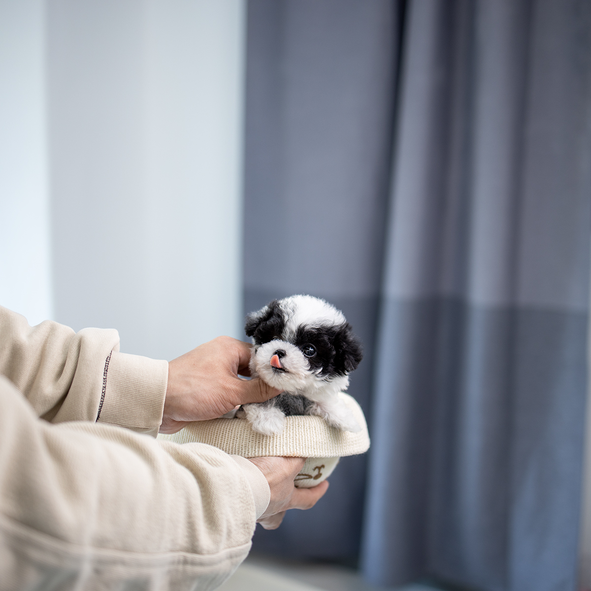 토이푸들(Toy Poodle)