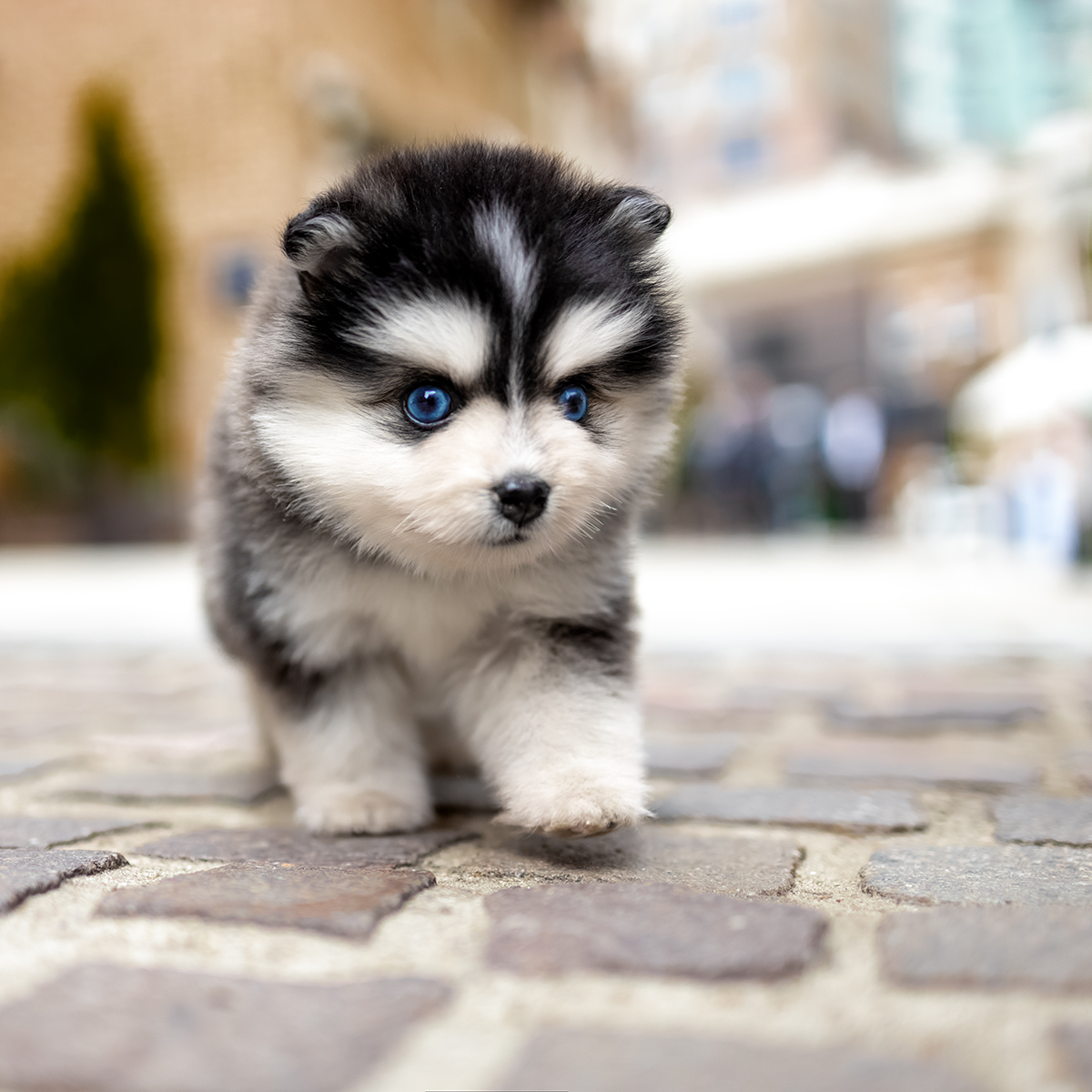 폼스키(Pomsky)