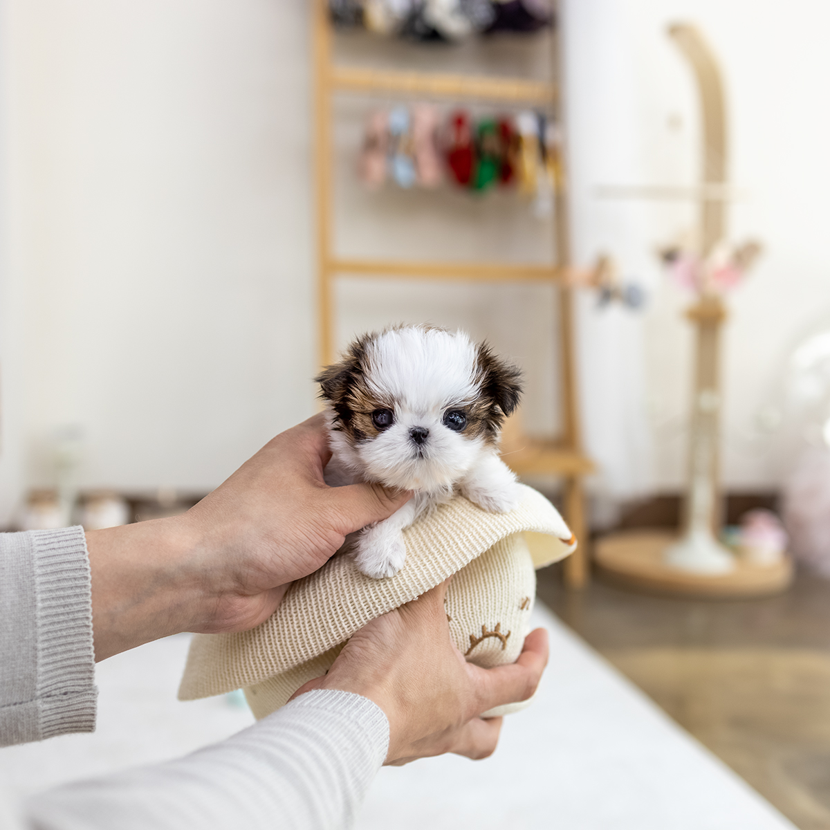 콩시츄(Mini Shihtzu)