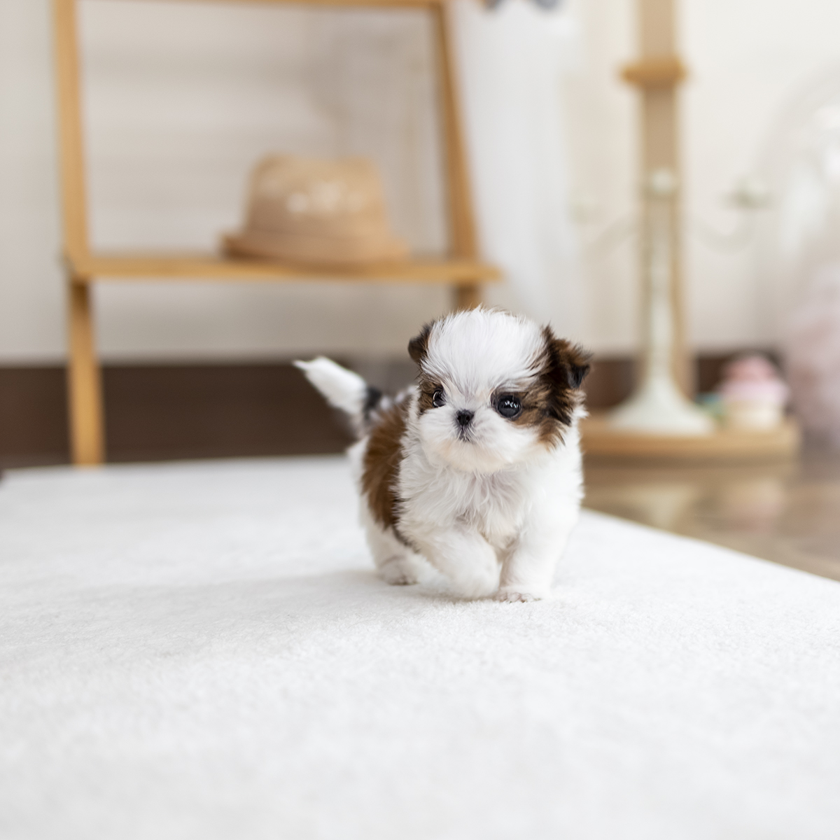 콩시츄(Mini Shihtzu)