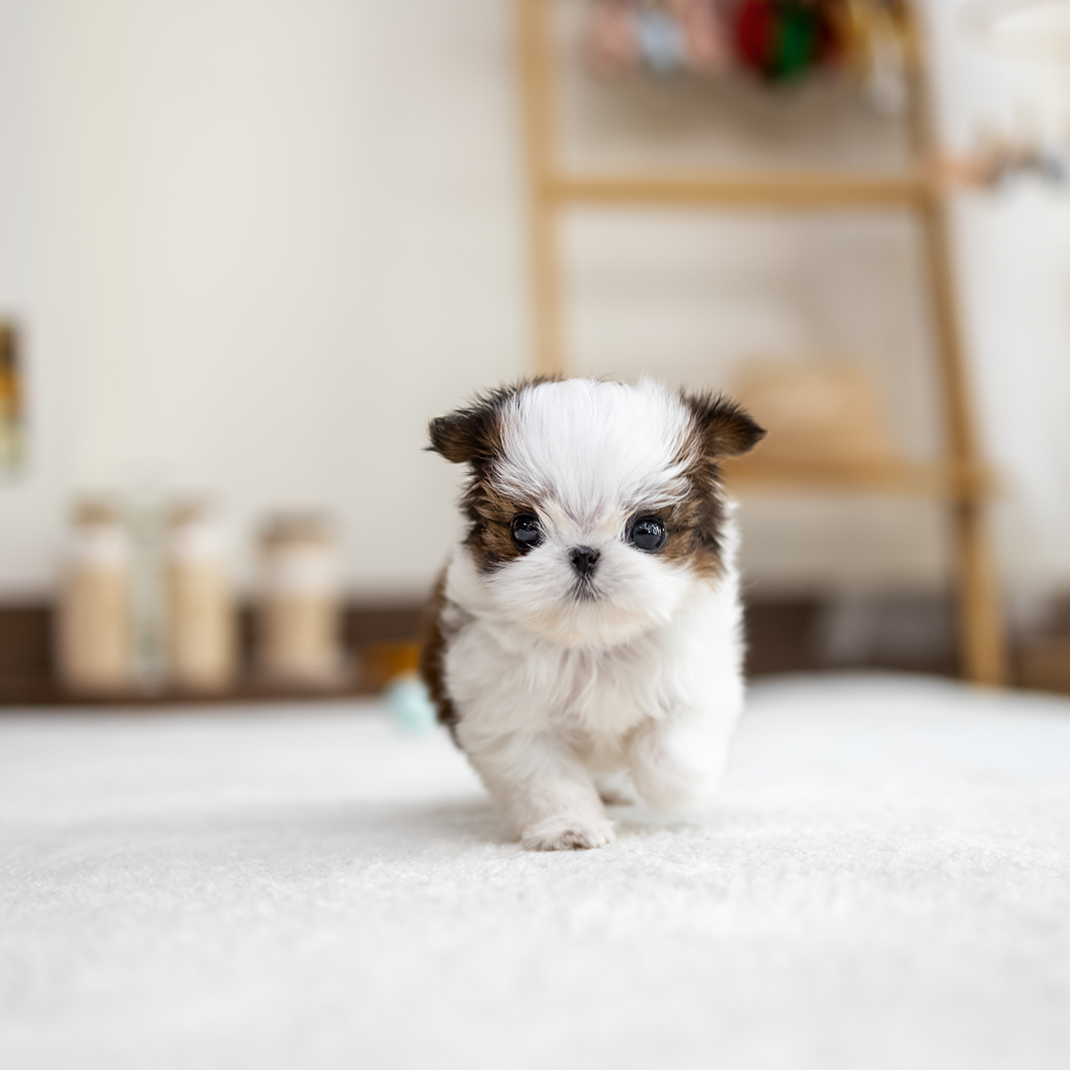 콩시츄(Mini Shihtzu)