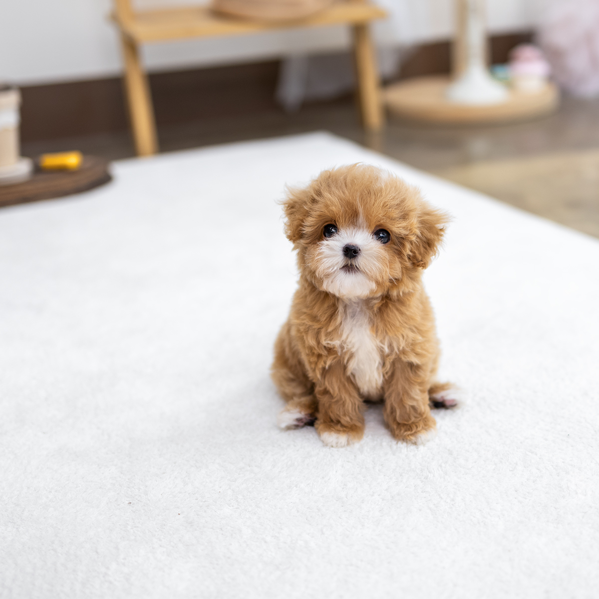 말티푸(Maltipoo)