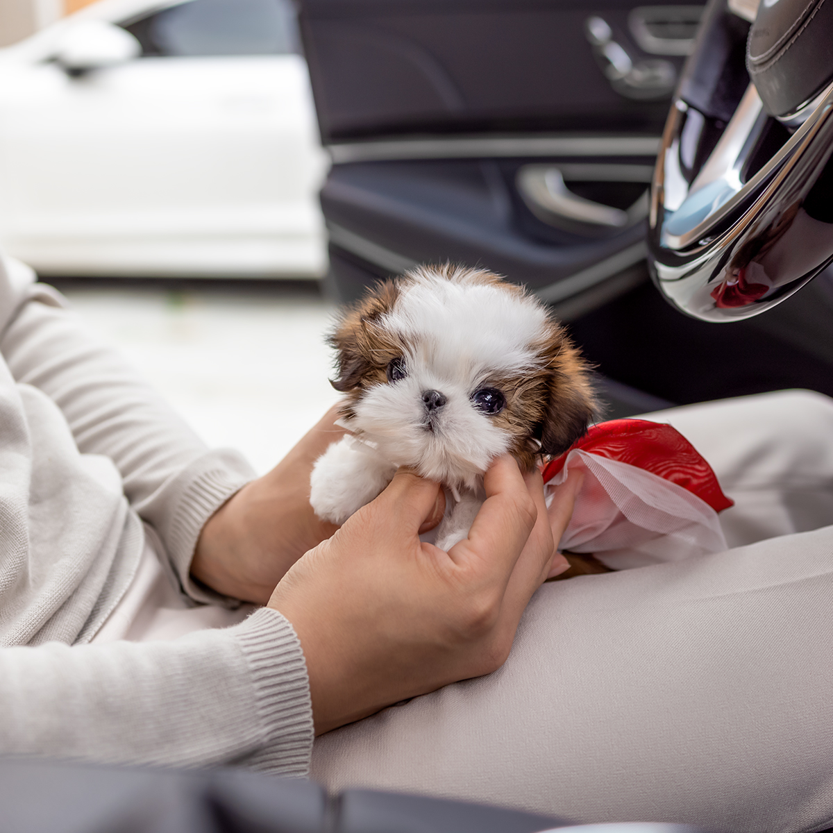 콩시츄(Mini Shihtzu)