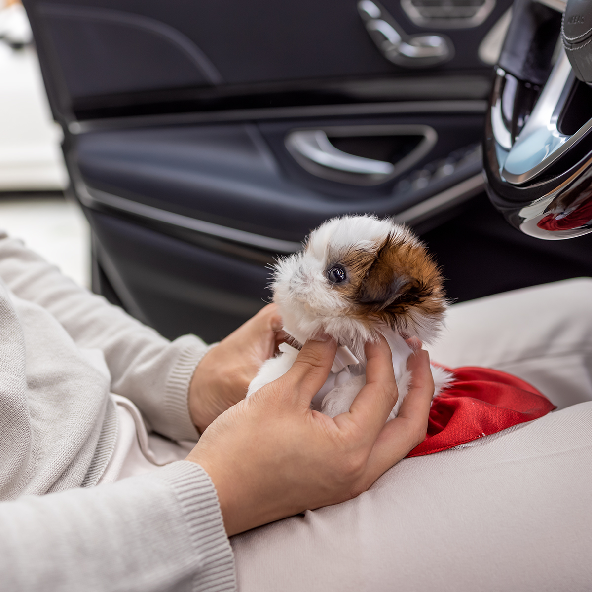 콩시츄(Mini Shihtzu)