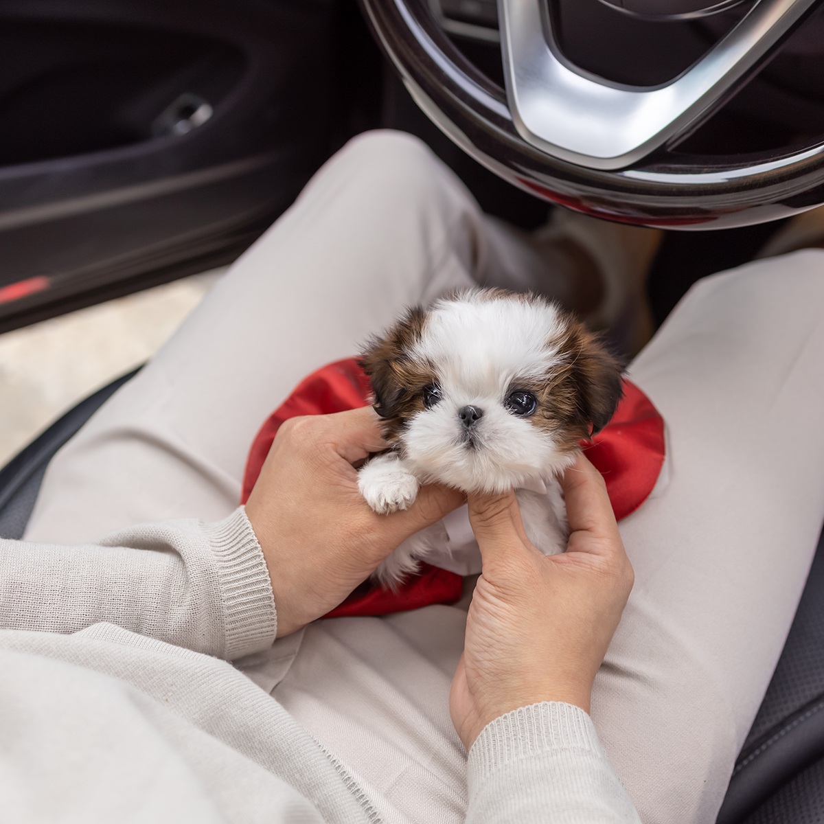 콩시츄(Mini Shihtzu)