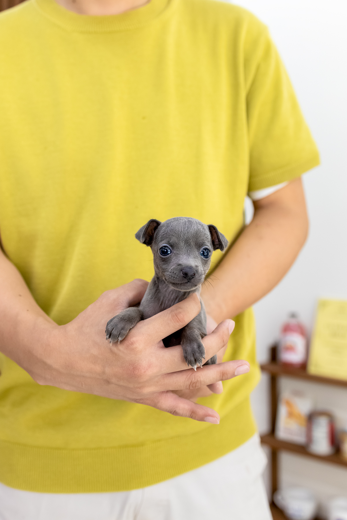 이탈리안그레이하운드 (Italian Greyhound)