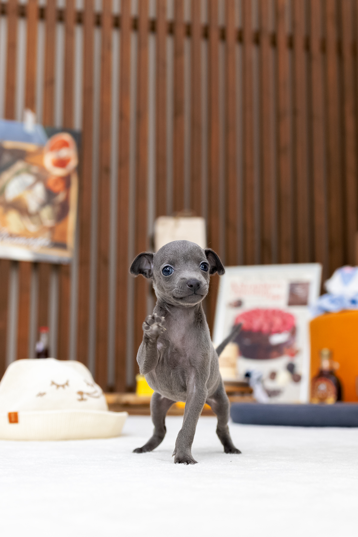 이탈리안그레이하운드 (Italian Greyhound)