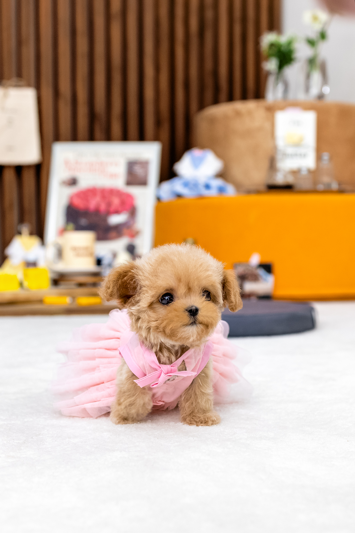 말티푸(Maltipoo)