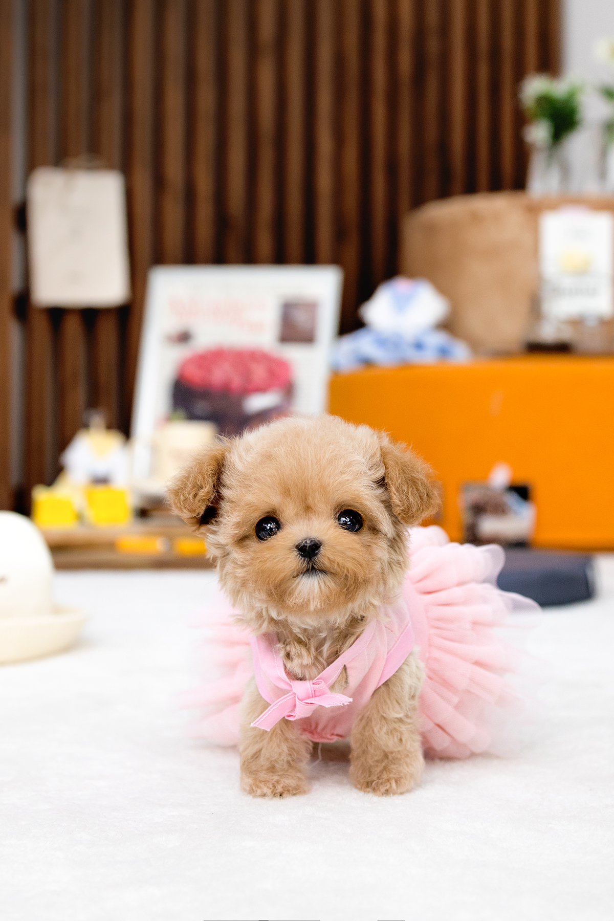 말티푸(Maltipoo)