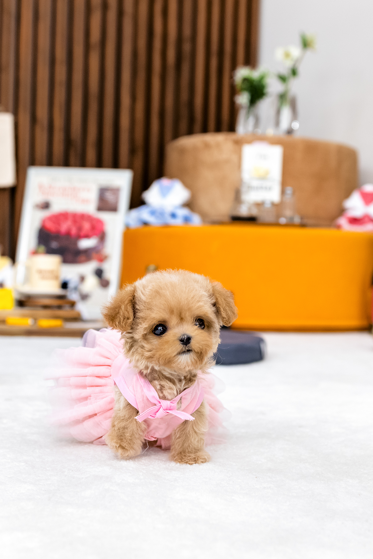 말티푸(Maltipoo)