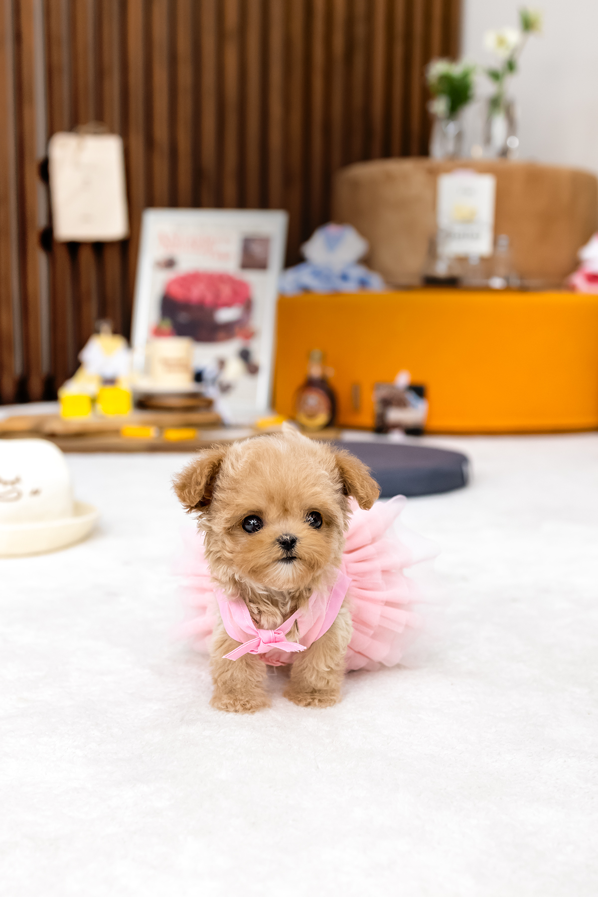 말티푸(Maltipoo)