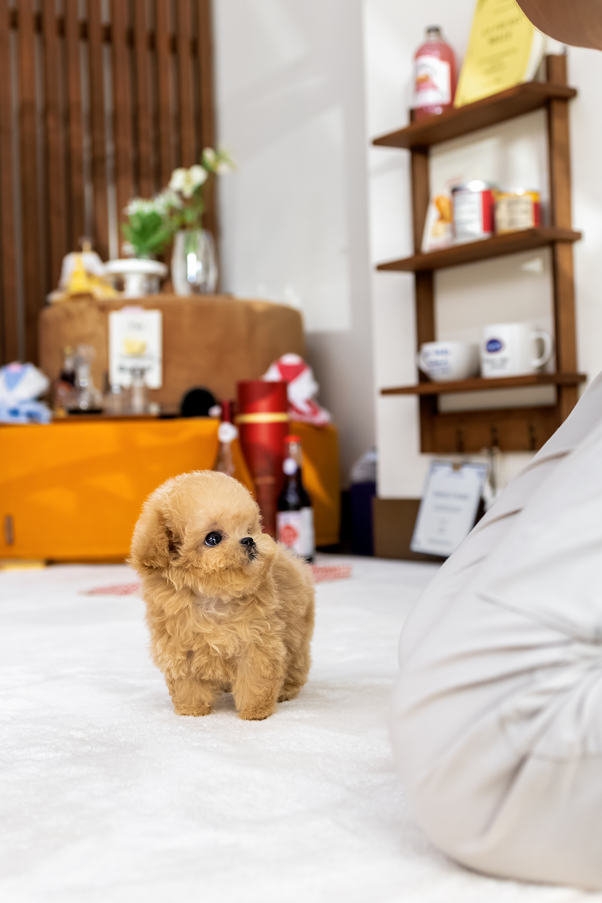 말티푸(Maltipoo)