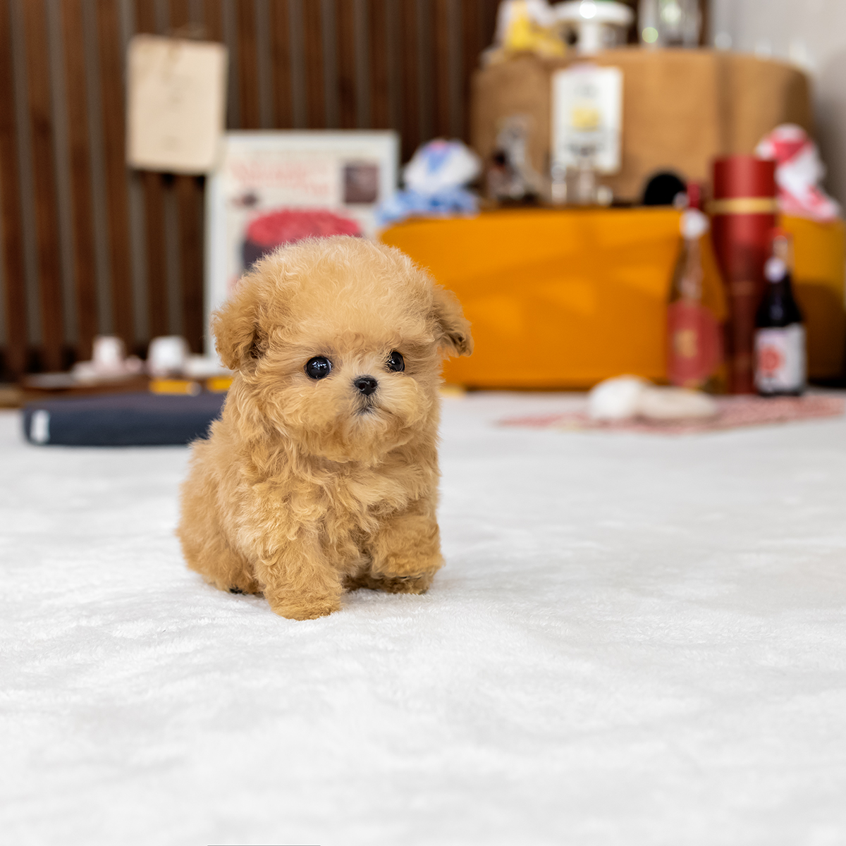 말티푸(Maltipoo)