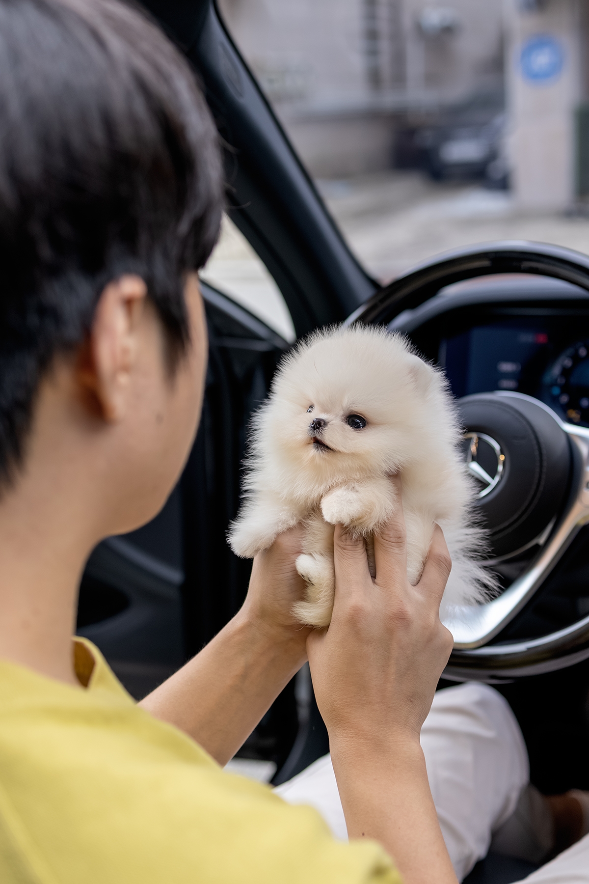 포메라니안(Pomeranian)