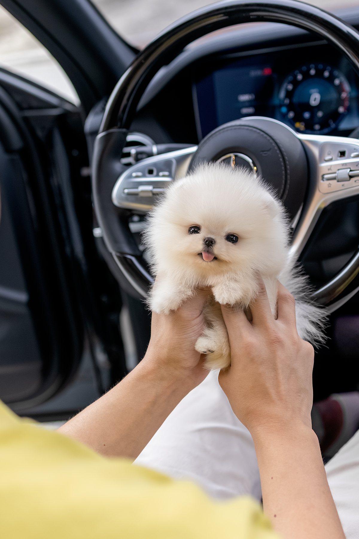 포메라니안(Pomeranian)