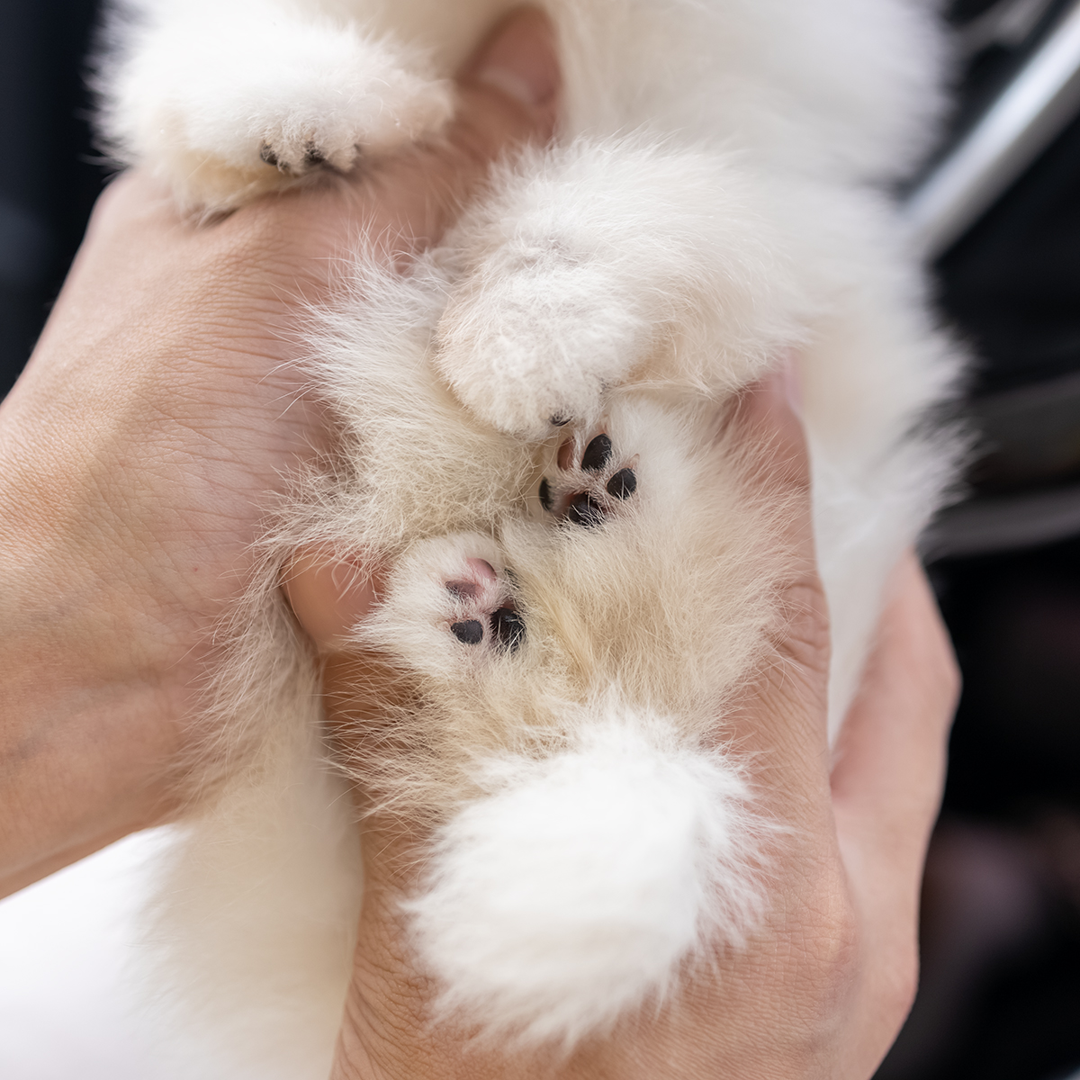 포메라니안(Pomeranian)