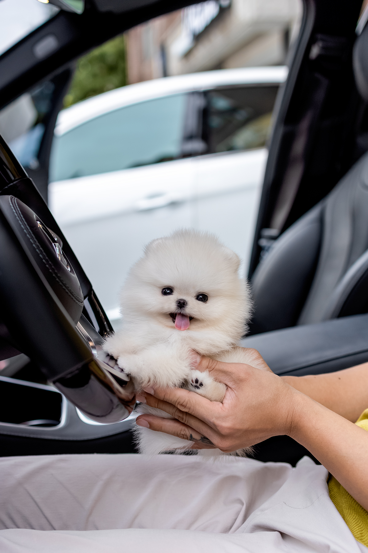 포메라니안(Pomeranian)