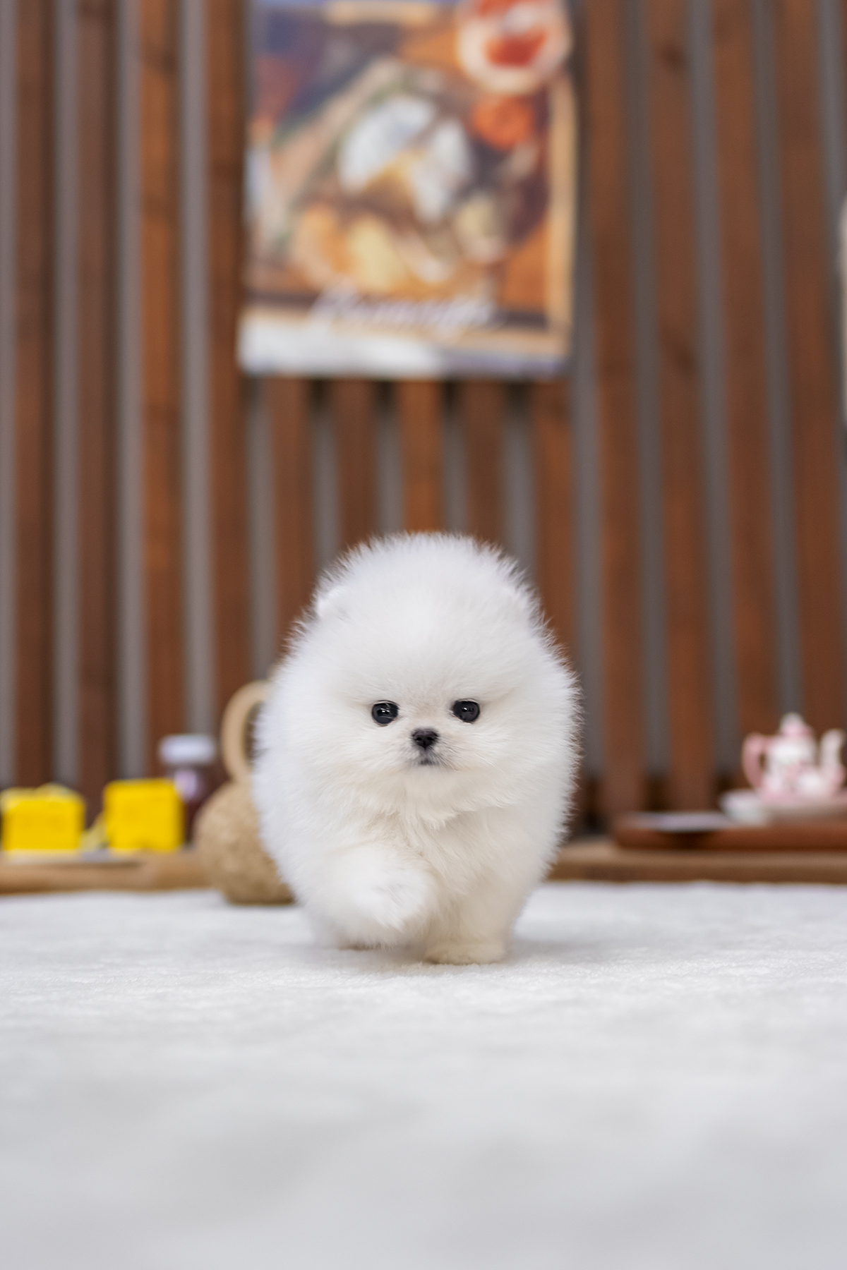 포메라니안(Pomeranian)