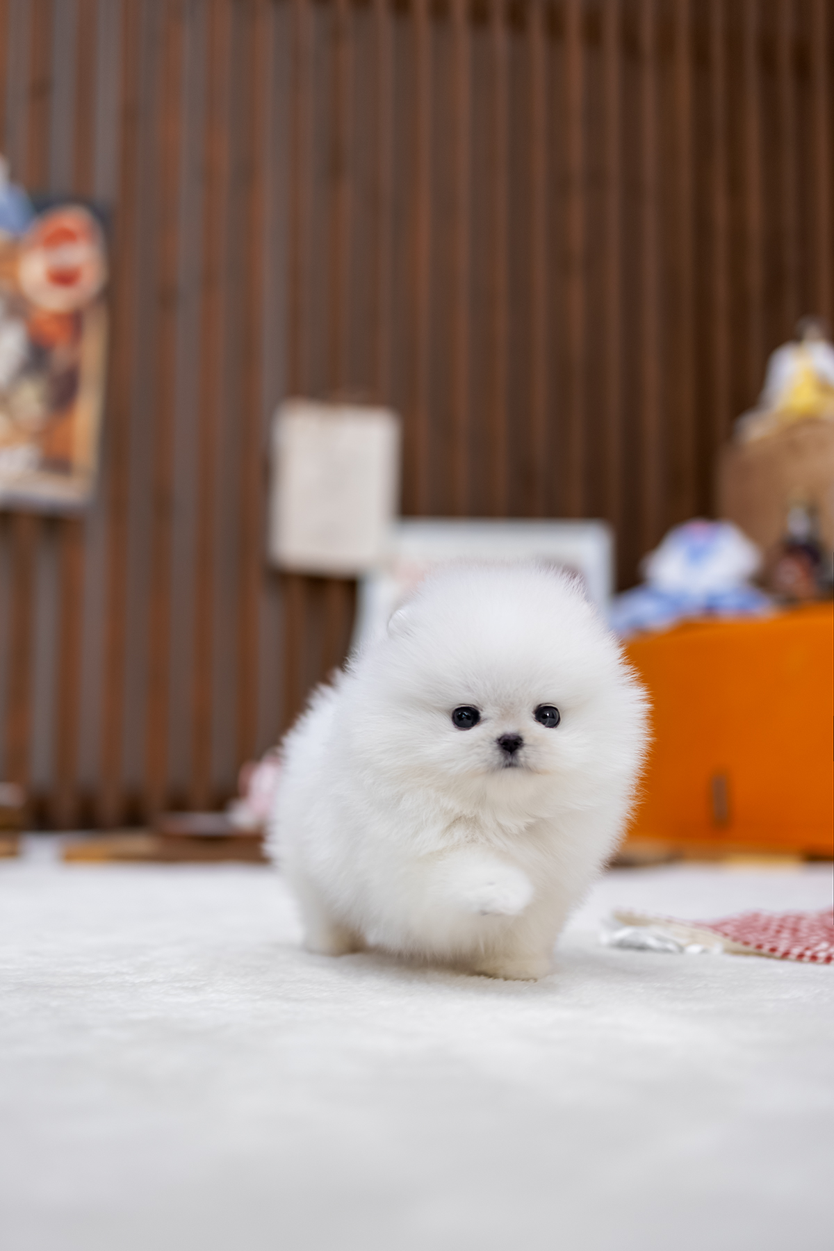 포메라니안(Pomeranian)