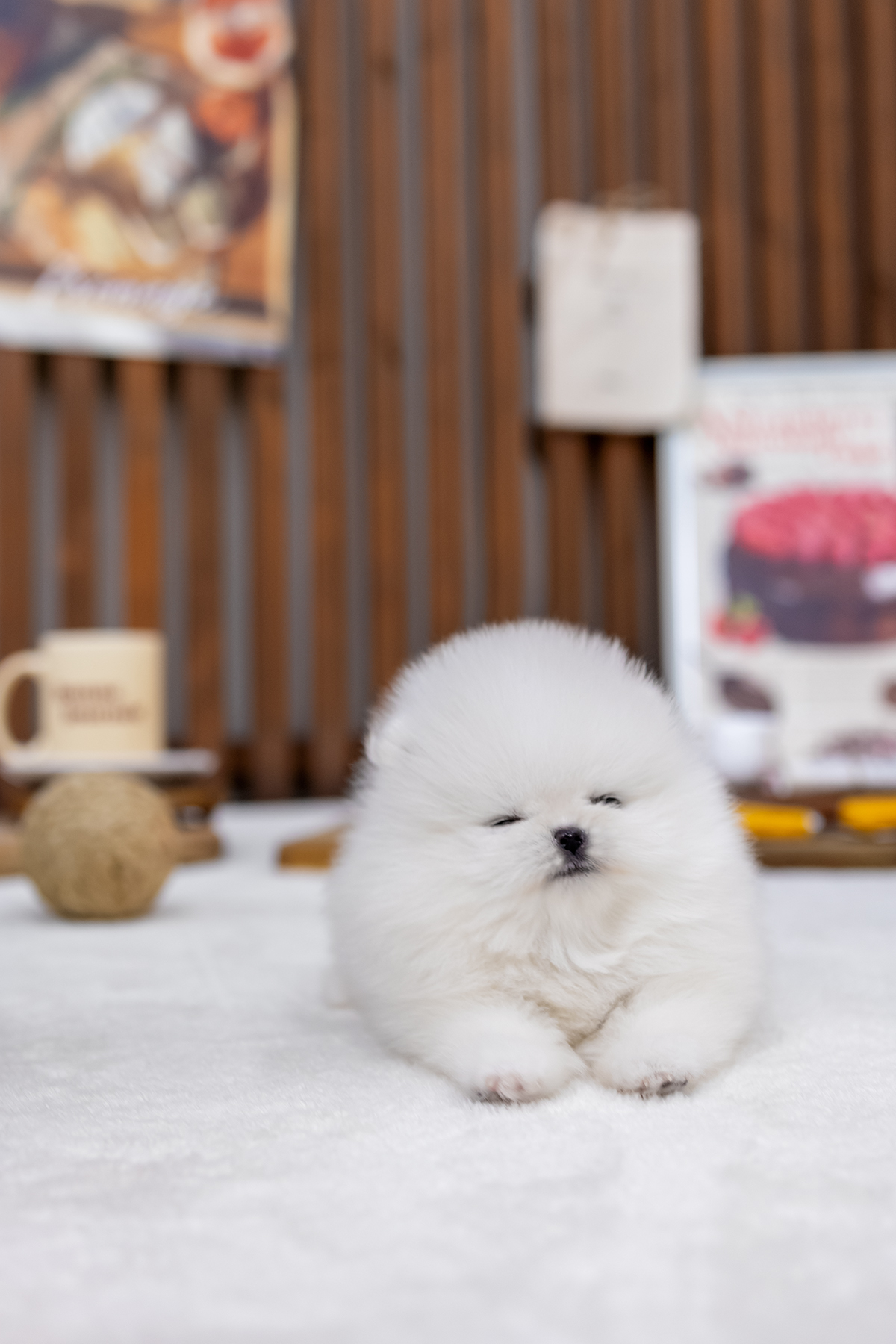 포메라니안(Pomeranian)