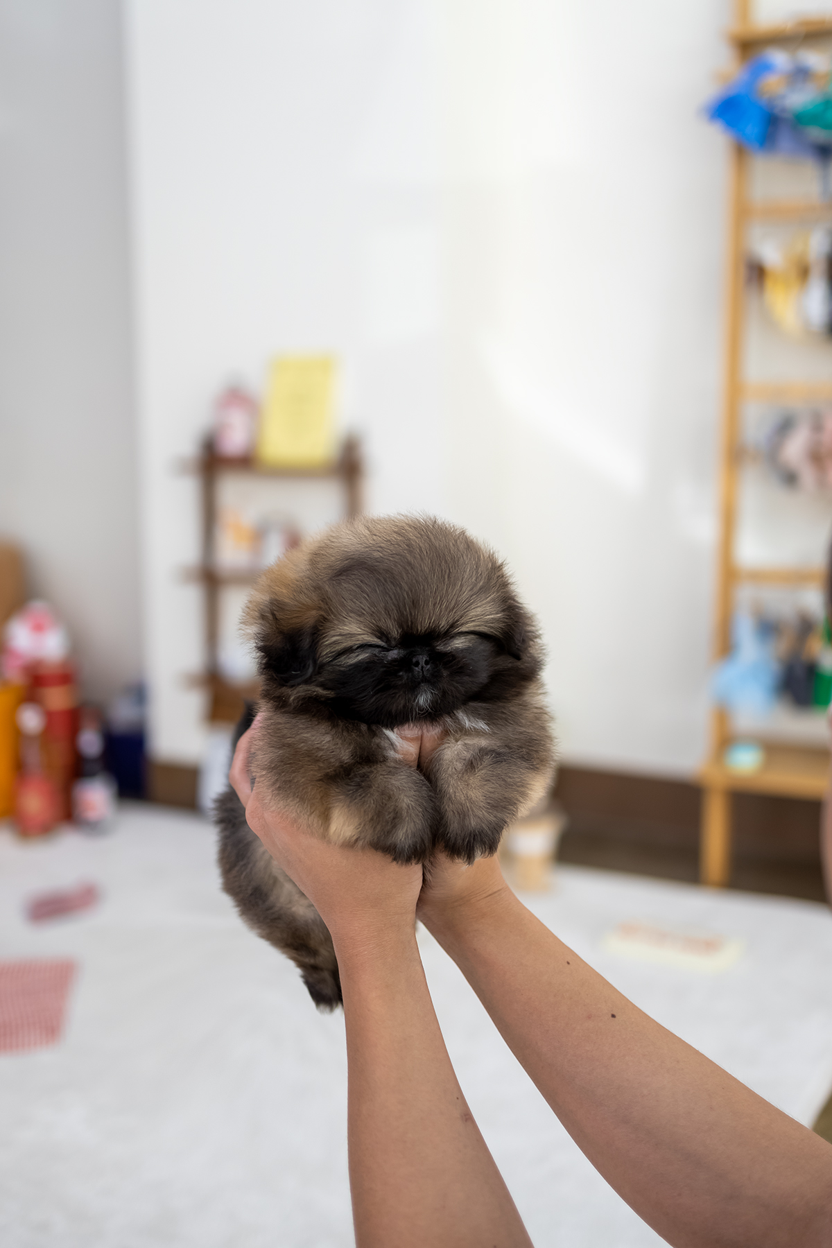 황페키니즈 [Pekingese]