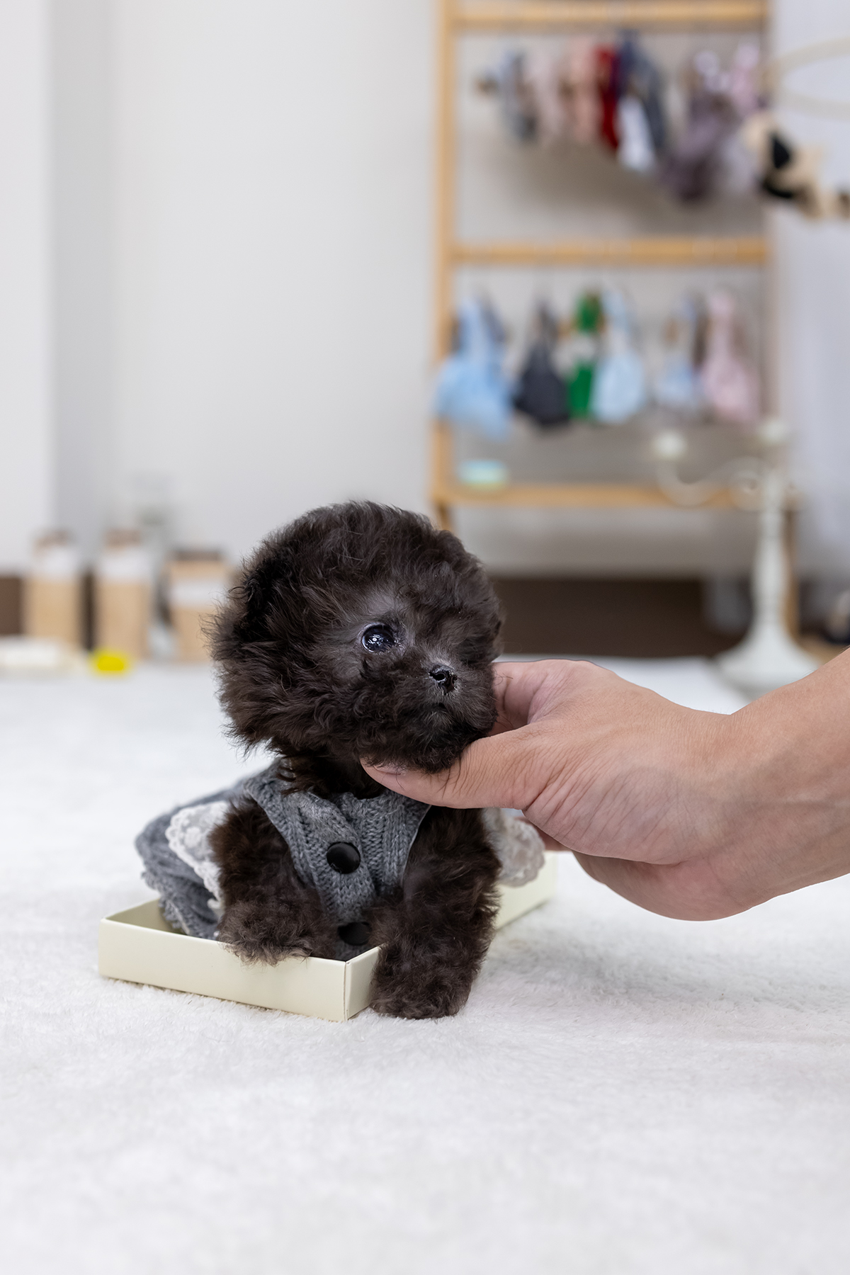 실버토이푸들 [Teacup Silver Poodle]