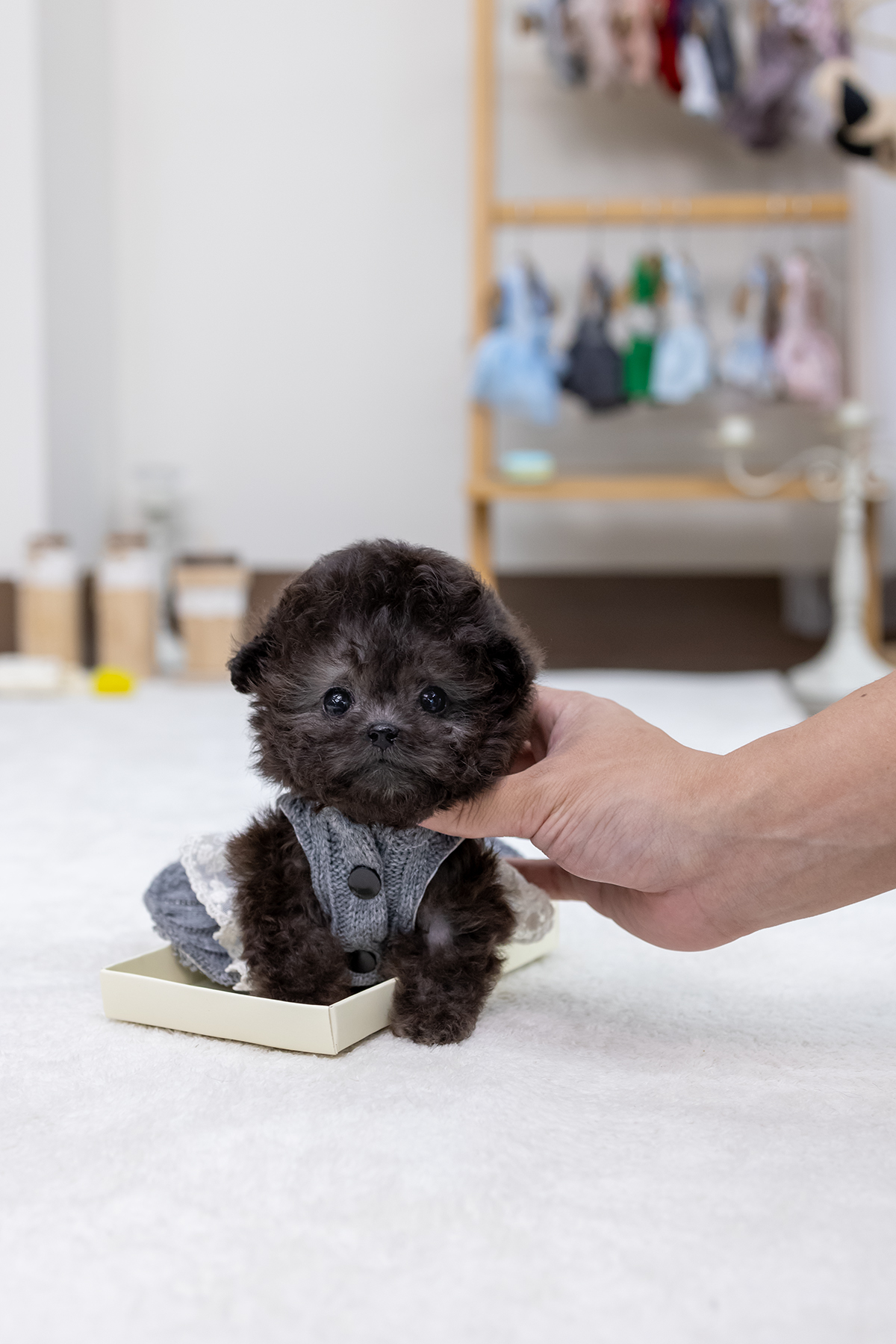 실버토이푸들 [Teacup Silver Poodle]