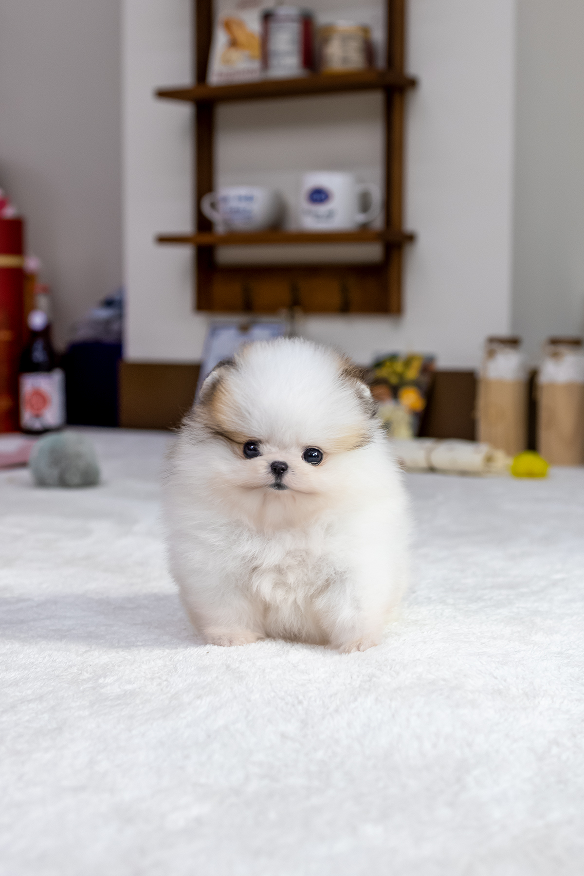 파티포메라니안 [Parti Pomeranian]