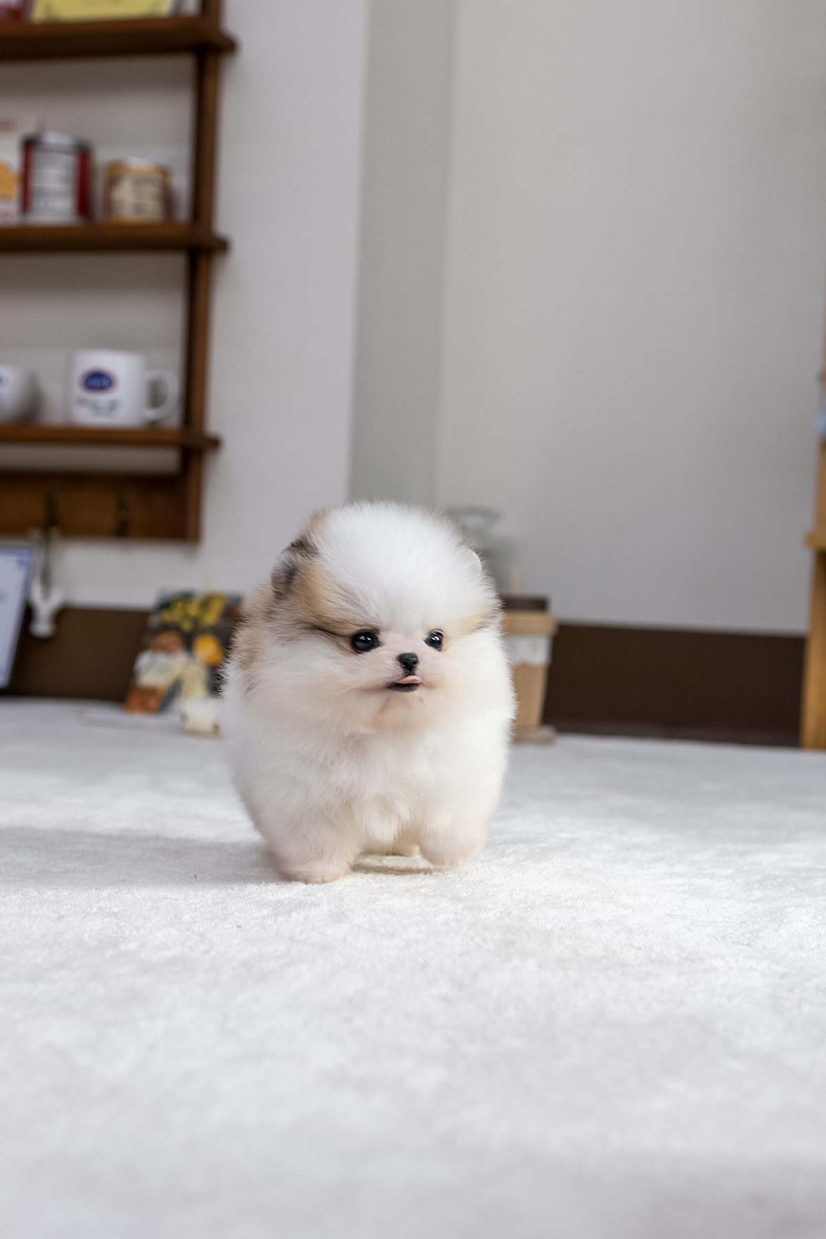 파티포메라니안 [Parti Pomeranian]