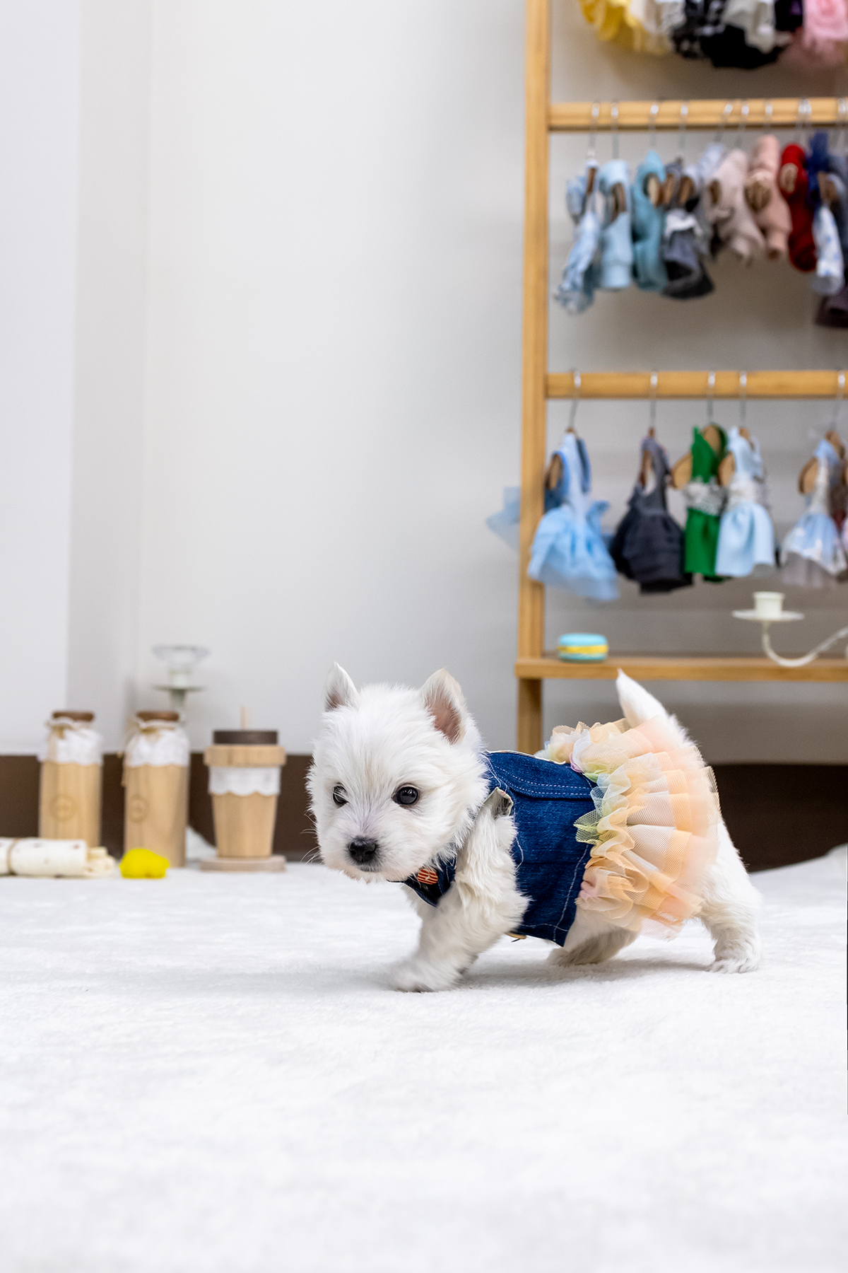 화이트테리어 [West Highland White Terrier]