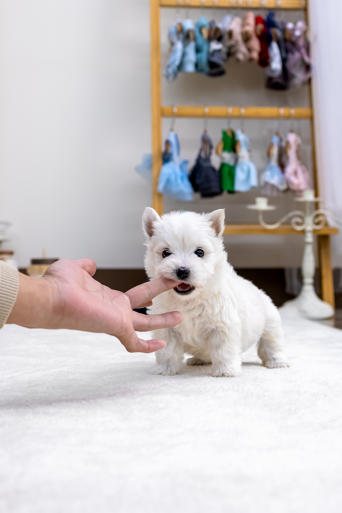 화이트테리어 [West Highland White Terrier]