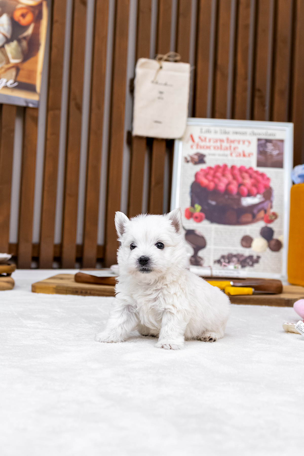 화이트테리어 [West Highland White Terrier]